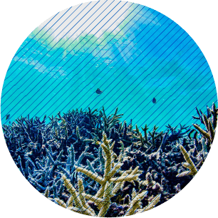 ライセンス説明の流れ